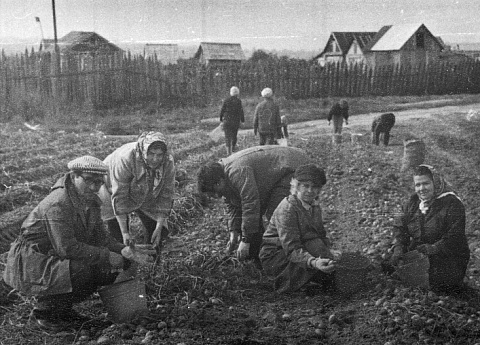 Уборка картофеля.