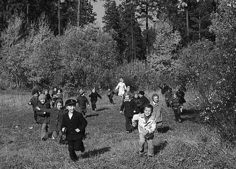 Черняевский лесной массив.